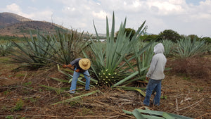 Agave cutting Lalocura Mezcal